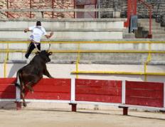 锐不可当引爆全场！德约科维奇意外战胜公牛赛场气氛高涨